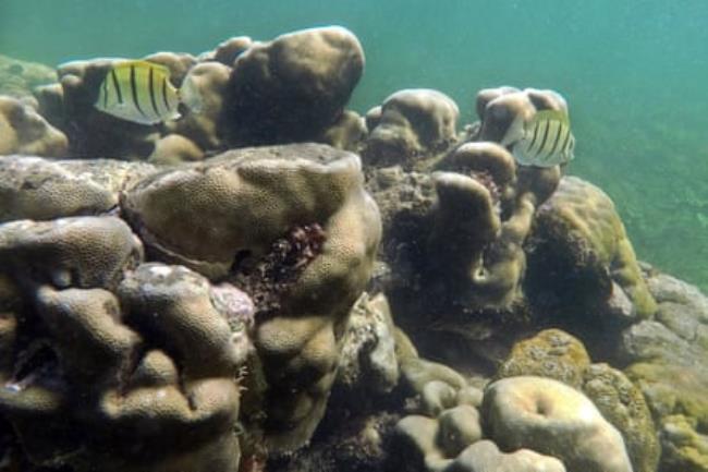 Fish swim past a healthy coral reef in the Indian Ocean’s channel off Pate Island.